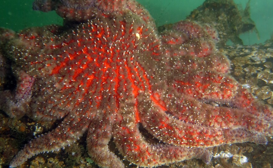Massive Starfish Die-Off Is Tied To Global Warming