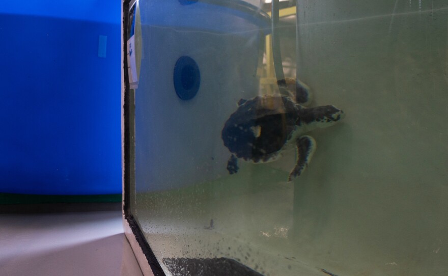 A Kemp's Ridley sea turtle that was rescued to the aquarium's turtle rehabilitation center will eventually be returned to the ocean.