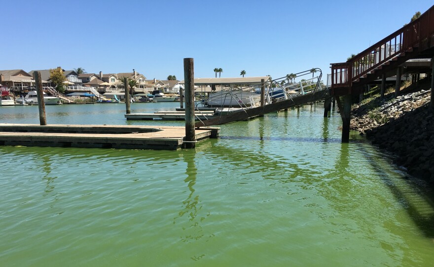 The docks behind homes at Discovery Bay, Calif., are quieter than usual because of fears of blue green algae toxins.