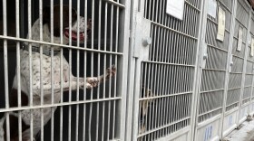 Dogs in kennels at the Bonita shelter are shown in this photo from June 3, 2025. Former shelter employees and volunteers say the dogs spend most of their time in the kennels, waiting to go for a walk or get some playtime. 