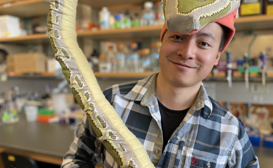 Yuxiao Tan, a molecular biologist at CU Boulder is researching python cardiac cellls. Here he poses with a toy python in the lab.