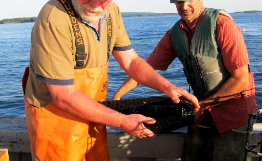 Fisherman Marsden Brewer (left) and researcher Dana Morse are still refining their techniques for sea scallop farming.