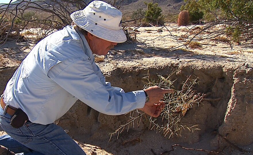 Naturalist Paul Johnson says Sahara mustard thrives in the harsh desert environment of Anza-Borrego.