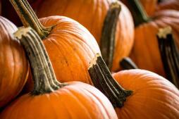 Bonita Pumpkin Farm