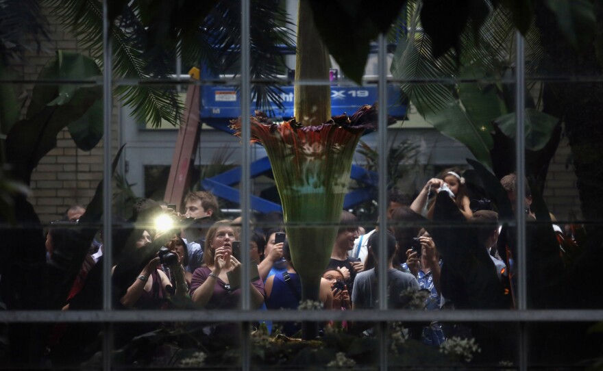 It was a real media event — thousands poured through to get a whiff of the giant plant.