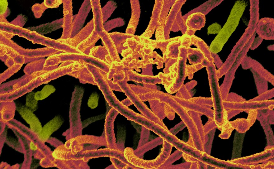 In November, the Ebola virus found in Mali was surprisingly similar to strains circulating in Sierra Leone six months earlier.
