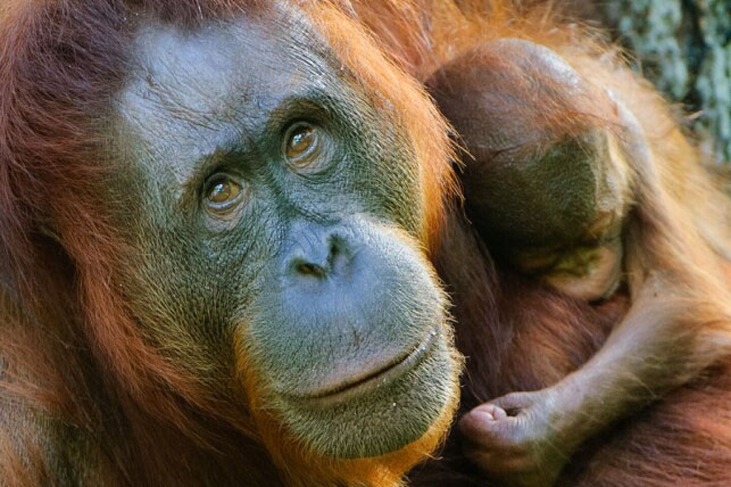 The Bornean orang-utan, Pongo pygmaeus, is a sub-species of orang-utan found only on the island of Borneo. Scientists have recently discovered that some mothers use specific leaves in the forest to create a medicinal paste that may ease their aches and pains. But the future of these remarkable animals, is gravely under threat. Over half of Borneo’s rainforests have been lost – much of the land cleared for crops such as Palm oil. In less than twenty years, half of Borneo’s orang-utans are thought to have disappeared – 100 killed every week. Some scientist believe they may all be gone within the next ten years.