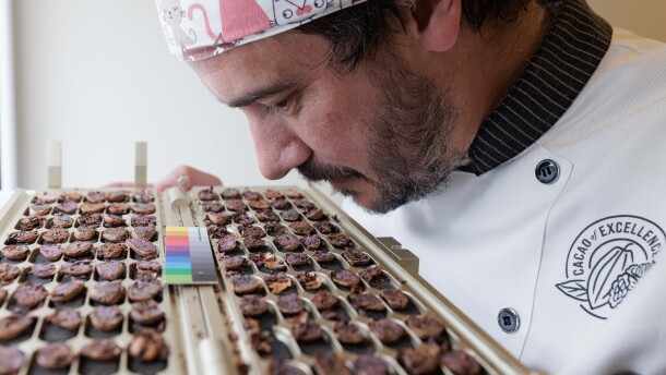 Julien Simonis, Programme Manager for Cacao of Excellence, smells and meticulously inspects halved cocoa beans during a physical quality evaluation at the laboratory in Perugia. This sensory and visual assessment allows for the immediate verification of fermentation levels and the identification of aromatic potential or internal defects in the samples