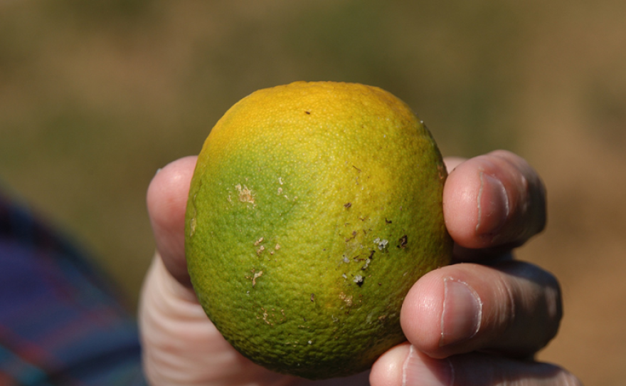 An orange with huanglongbing, known as citrus greening disease because it causes fruit to stay green and not fully ripen, is shown in this undated photo.