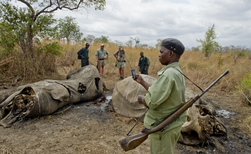 Wildlife Division staff and a hunting team document two recently poached elephants.