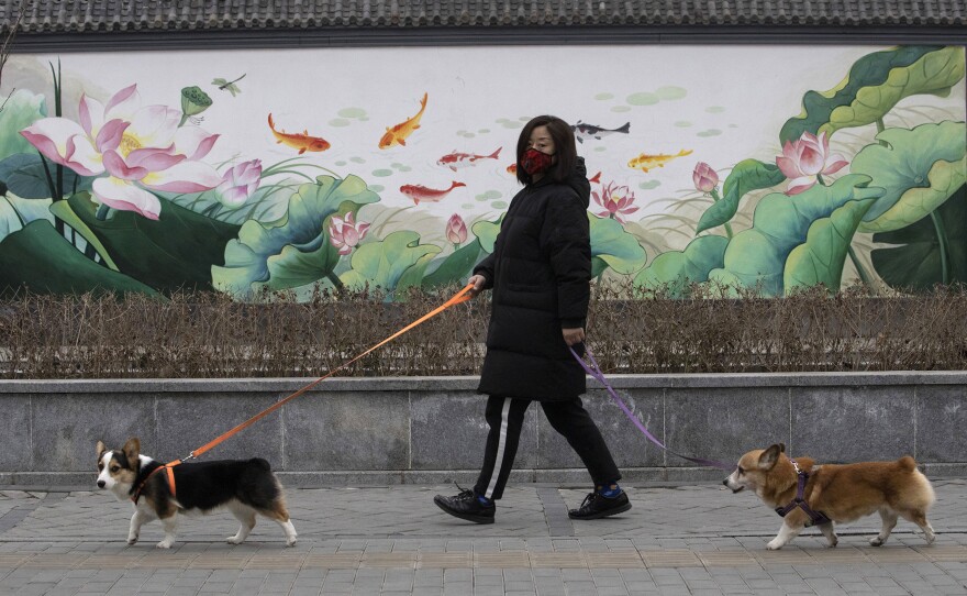 A resident walks her dogs in Beijing. Municipal authorities in the city of Shangrao apologized and posted a statement online saying that workers who killed a dog while it's owner was away in quarantine had been fired.