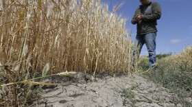 In this Monday, May 18, 2015 file photo, Gino Celli inspects wheat nearing harvest on his farm near Stockton, Calif. 