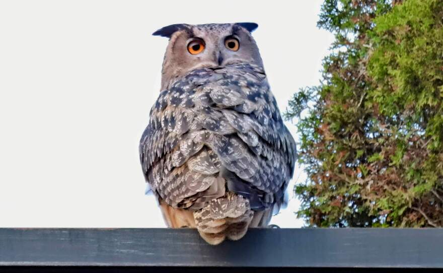 New York's celebrity owl Flaco was spotted in the East Village on Monday.