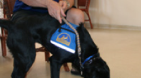 Army Major David Rozelle is an amputee who works with his Canine Companion Domi. 

