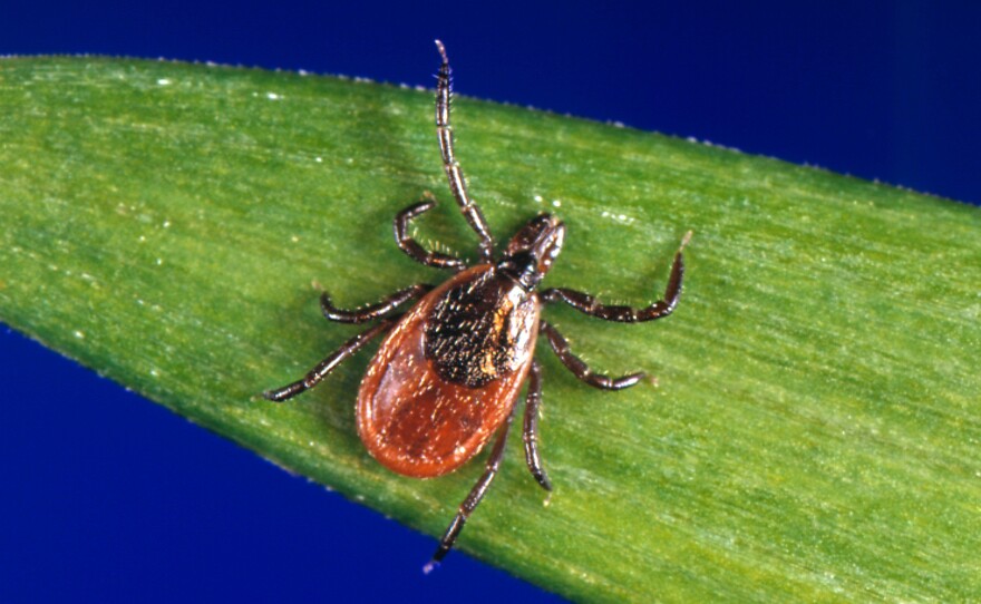 The black-legged tick, ixodes scapularis, can spread Lyme disease.