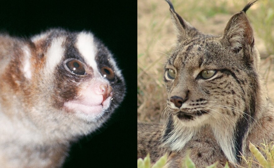The 11th-seeded Javan slow loris (left) will face the 6th-seeded Iberian lynx in Round 1 of this year's Mammal March Madness.