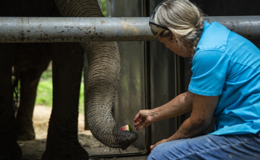 Carol Buckley used watermelon — Mundi's favorite snack — to entice her into the cage that would be used to transport the elephant to Buckley's 850-acre refuge in Georgia.