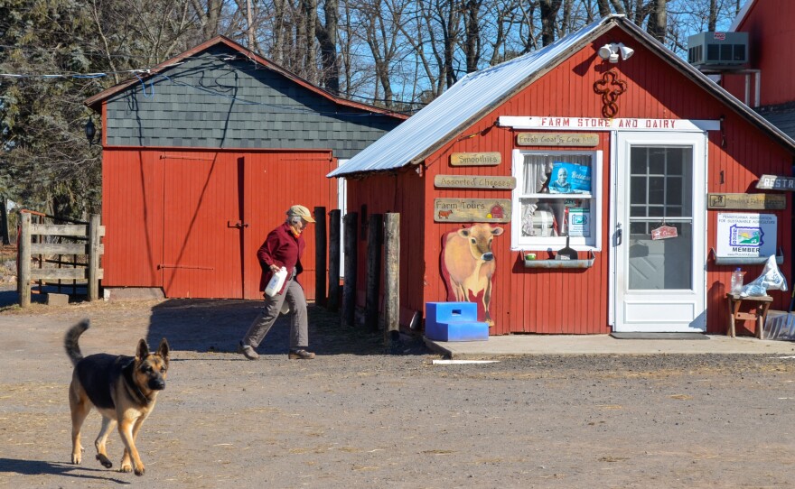 Kathy Fields carries milk to her Farm Store and Dairy.