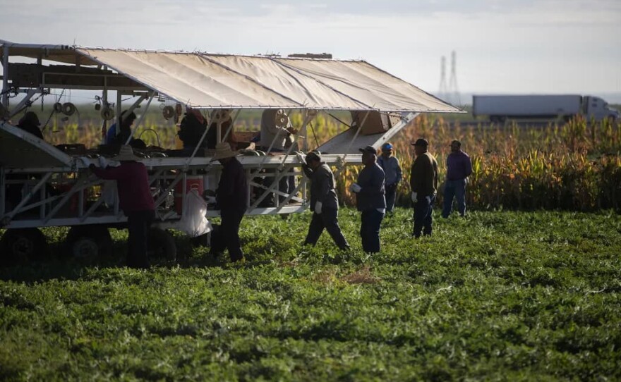 Farmworkers harvest melons behind a tractor on a melon farm outside of Firebaugh on Sept. 11, 2025.