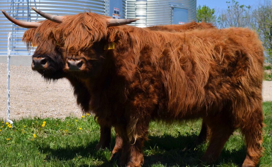 Highland cattle are increasing in numbers in North America and globally, and have recovering status.