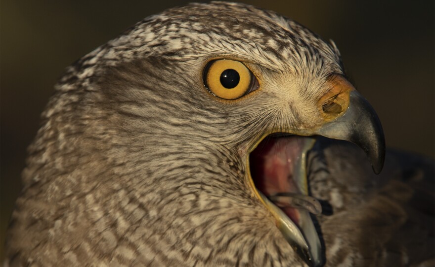 Eurasian Goshawk. United Kingdom.