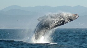 Strong northwest winds have been pushing up cold, nutrient-rich waters from the ocean bottom — a phenomenon known as upwelling. That has fueled blooms of phytoplankton that have led to an explosion of krill, the main food source of blue and humpback whales.
