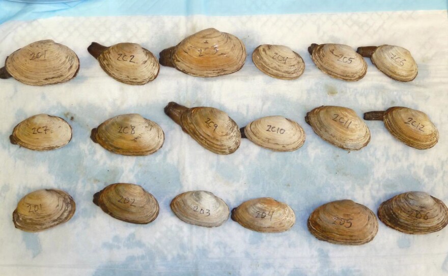 Scientists look for clam leukemia cells in shellfish bought at a market in New York.