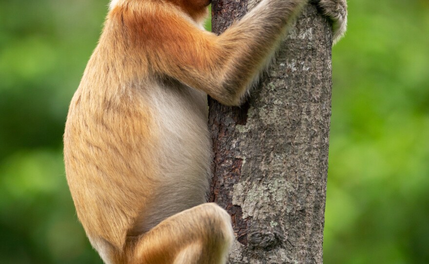 <em>Treehugger</em> in Borneo.