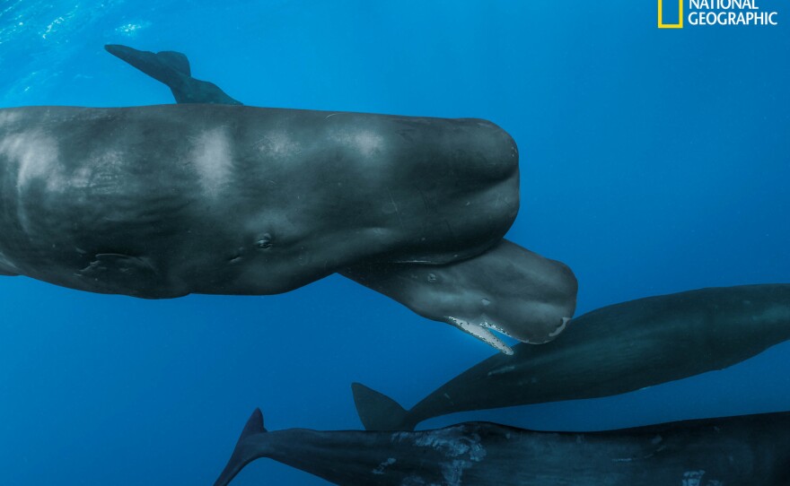 Members of a sperm whale family near the Caribbean island of Dominica are part of a clan that's culturally distinct from others. Each clan communicates in its own dialect of click patterns, like Morse code.