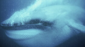 A blue whale engulfs huge volumes of water before filtering it out its prey; Mexico. 