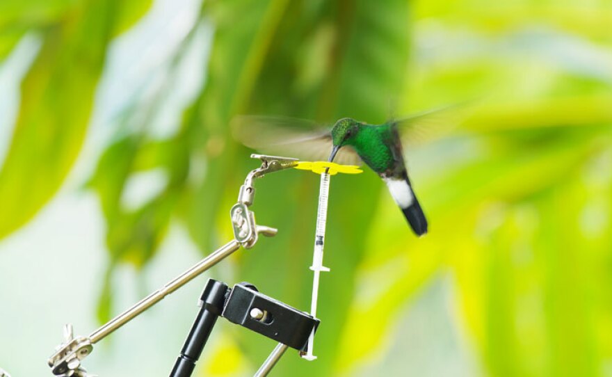 White-vented plumeleteer (Chalybura buffonii) drinks nectar from a test tube that biologist Alejandro Rico-Guevara has designed to measure the amount of liquid it can drink with each visit. Fuse, Colombia.