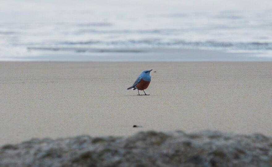 When hobbyist photographer Michael Sanchez snapped this picture of a blue rock-thrush subspecies on the coast of northern Oregon last week, he didn't know how rare the bird was until he posted it to social media.