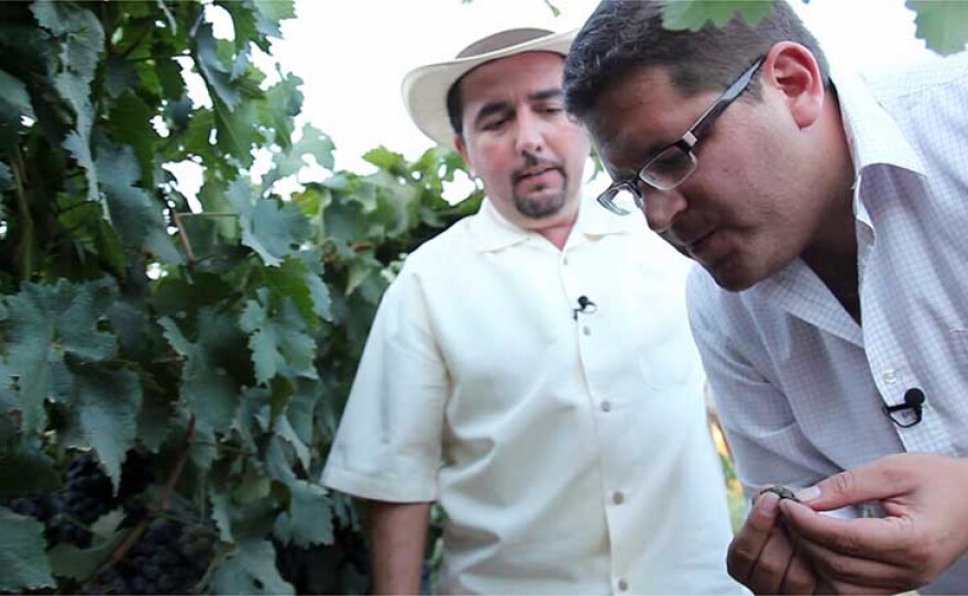 Host Jorge Meraz gets to taste wine grapes with Marco Amador from L.A. Cetto in Valle de Guadalupe.