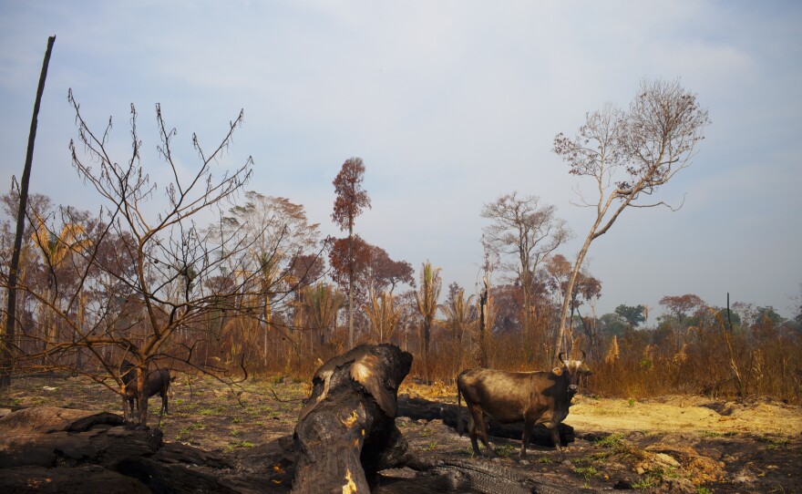 Deforestation in this part of Brazil happens in phases. Once the area has been cleared of its valuable wood, people move in. The rest of the land is then burned so it can be used for cattle, and then eventually for farming.