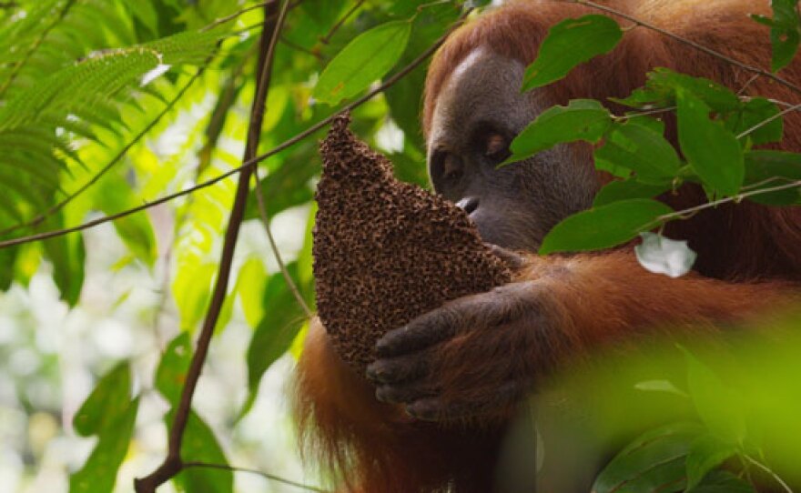 A Sumatran orangutan picks termites from a nest. Orangutans love termites, one of the few sources of protein in their mostly vegan diet. Aceh, Sumatra, Indonesia, Leuser Ecosystem.