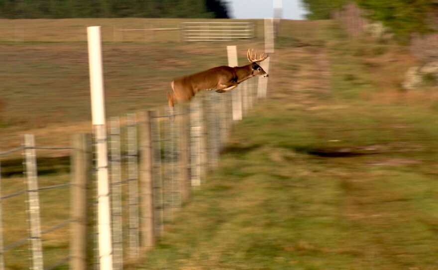 Deer can jump over an 8-foot obstacle. Sometimes from a running start they can clear a bit more than that.