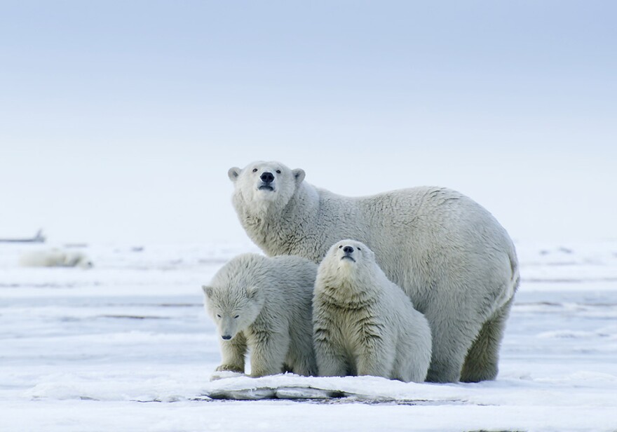 Female Polar bear with cubs. Arctic National Wildlife Range.