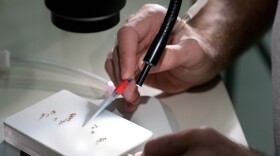 Salk researchers working on fruit flies
