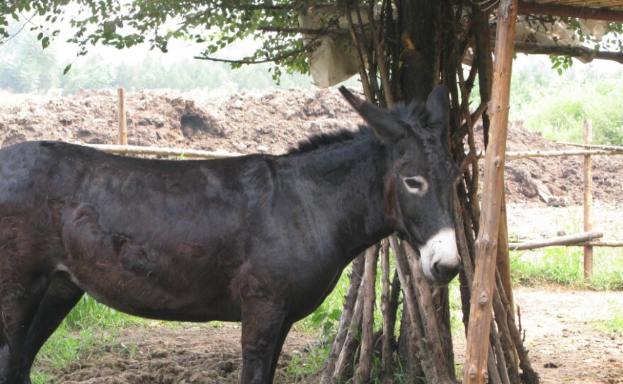 Little Donkey Farms' mascot, Professor, is a symbol of the challenges faced by the farm