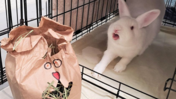 Crafting for Critters