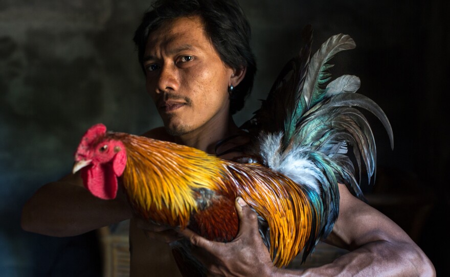 A young man from Bali, Indonesia, shows off his rainbow-colored rooster before a cockfight.