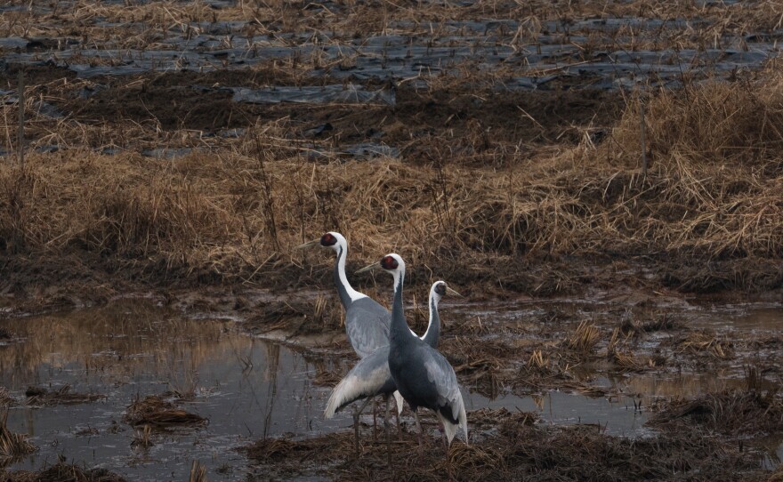 White-naped cranes in a rice paddy in the Civilian Control Zone, just outside the DMZ.
