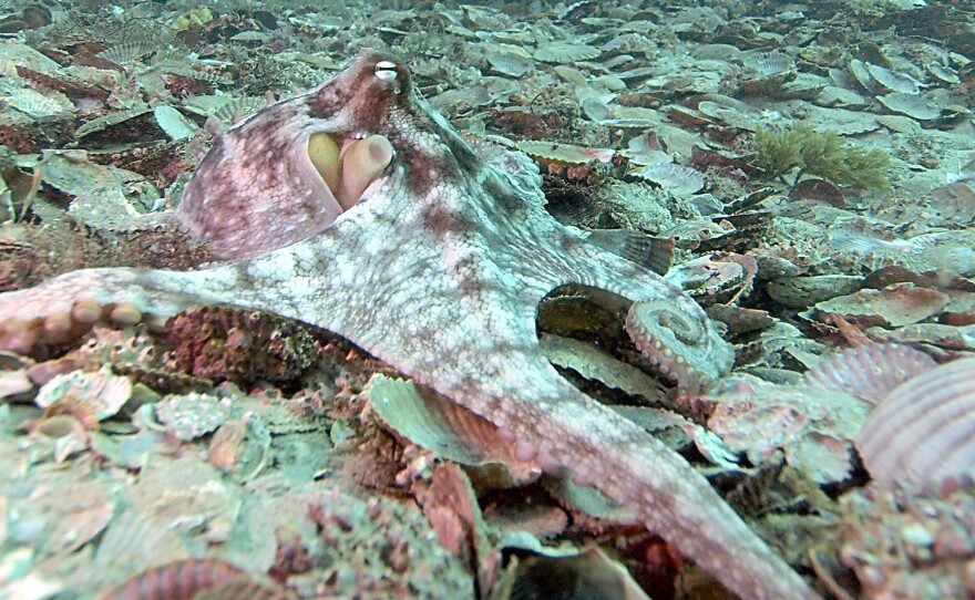 In response to the dark octopus standing tall in the background, the pale, flattened one in the foreground has lost his color and stretches an arm behind him, preparing to flee.