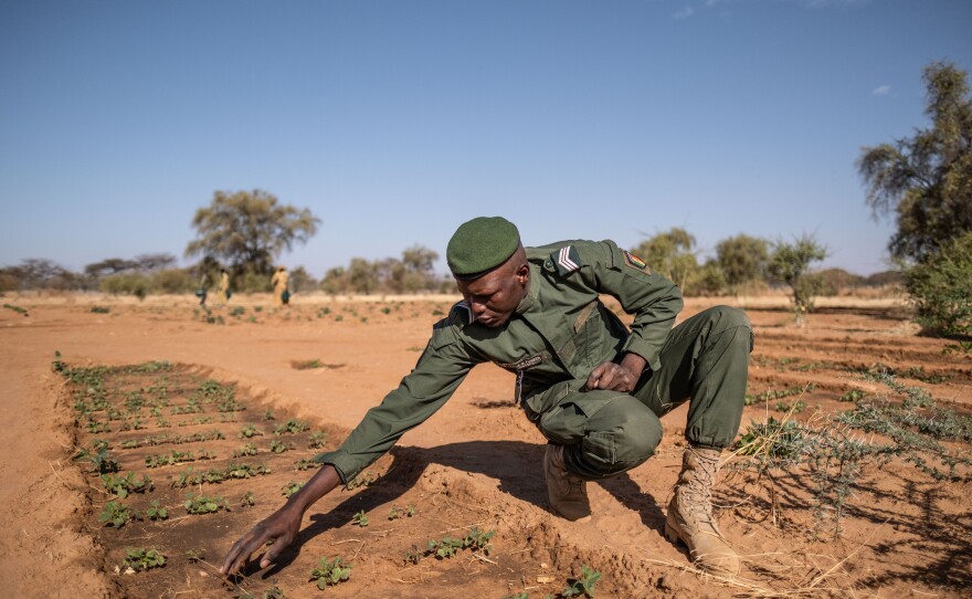 Sergeant Ahmadou Badji, head of Great Green Wall efforts in the region of Widou Thiengoly, Senegal, tends to seedlings on a farm outside the village that was supposed to benefit from the project. It initially failed, then was revived with funding from a Moroccan phosphate mining company.