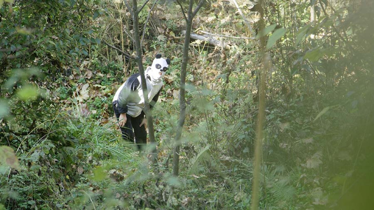 Wolong Panda Center keeper disguised as a panda. The keepers dress as pandas to visit the youngsters, which are candidates for the reintroduction program. Human contact is kept to a minimum.