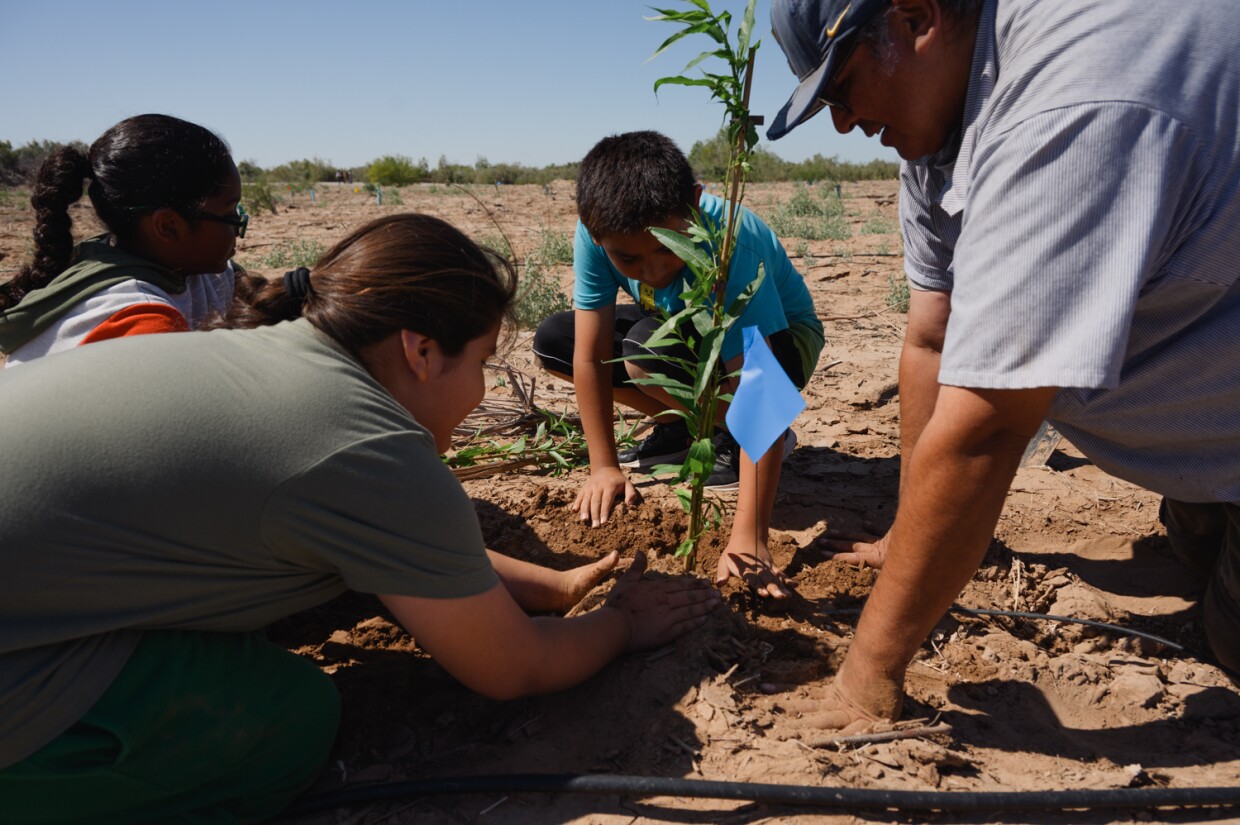 Quechan Tribe Environmental Director Chase Choate works with students from San Pasqual Valley Elementary to pat down soil around a willow sapling during the planting event on the Quechan Reservation in Imperial County on April 27, 2024.