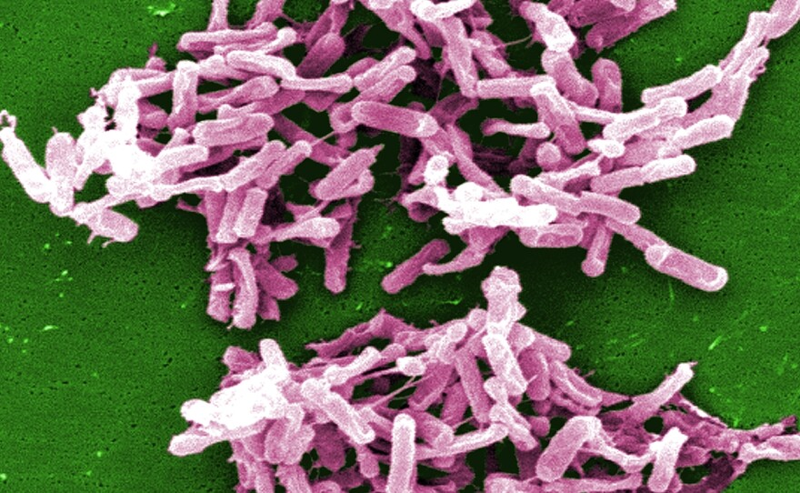 Bad bug: The bacterium