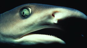 A menacing glance from a resident of "Shark Mountain," where sharks of all kinds converge in staggering numbers.