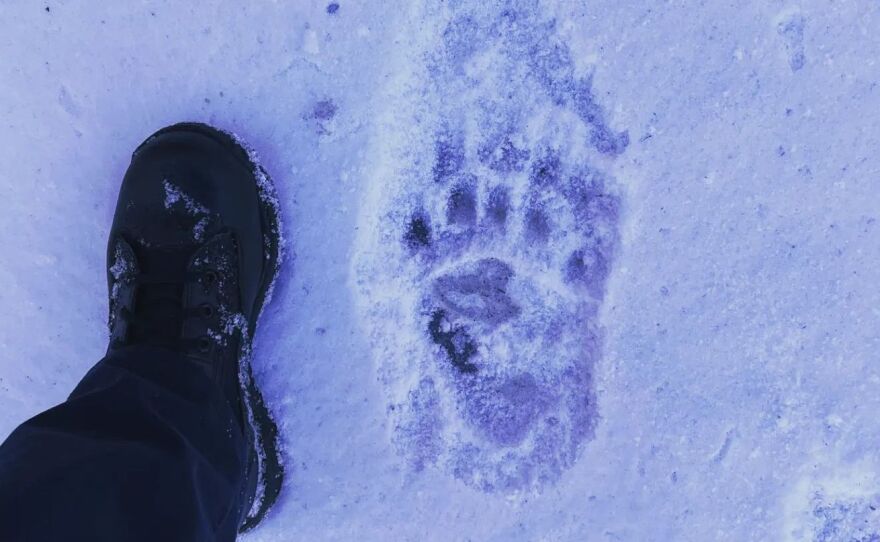Hank the Tank's large prints were spotted in the snow outside of a recent break-in.