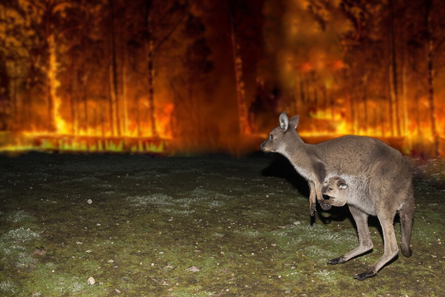 Kangaroo escaping from the Australian bushfire devastation.